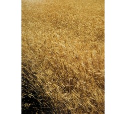 Are you there ? III 1/5, 2008