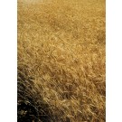 Are you there ? III 1/5, 2008