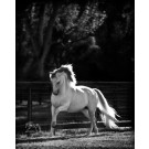 PHOTOSHOPIE NOIR WHITE STALLION