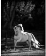 PHOTOSHOPIE NOIR WHITE STALLION